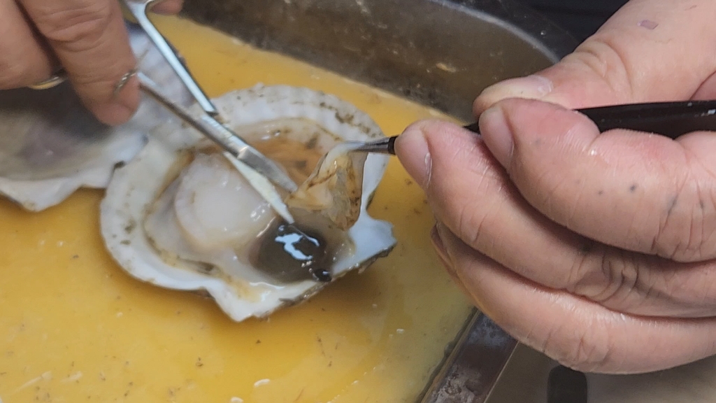 生物竞赛实验培训杨海明老师解剖扇贝北斗学友