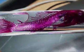 透明鱼骨骼标本 哔哩哔哩 Bilibili