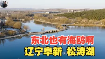 东北也能看到海鸥？辽宁阜新 松涛湖