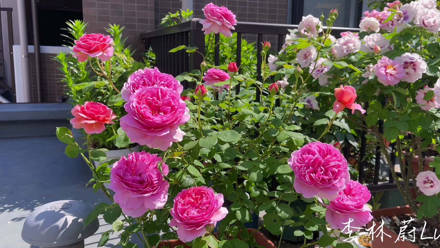 【月季|肯特公主】是朕!是朕,执意要ta回宫!是朕,执意给ta妃位!