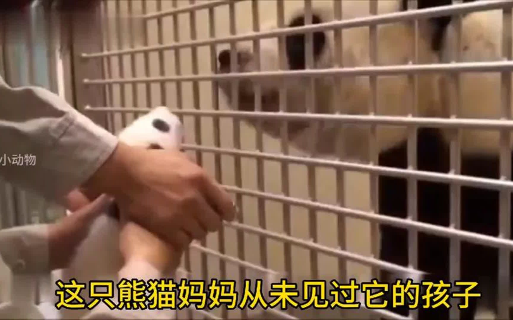 熊猫圆圆生产后和孩子首次见面,圆圆激动不已低声呜咽,几经波折哔哩哔哩bilibili