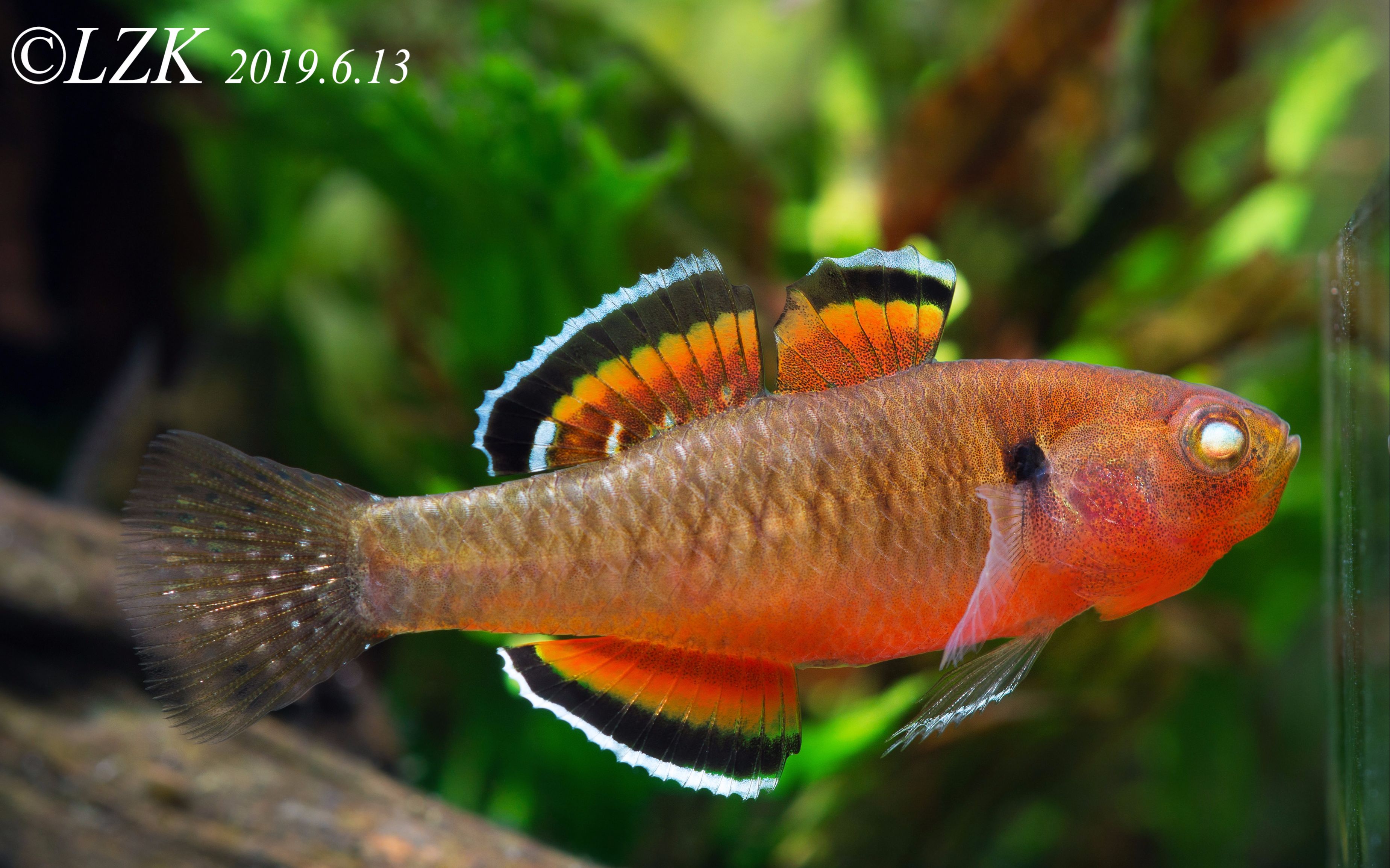 自家鱼缸灯鱼热带鱼皇后塘鳢不给镜子不发色