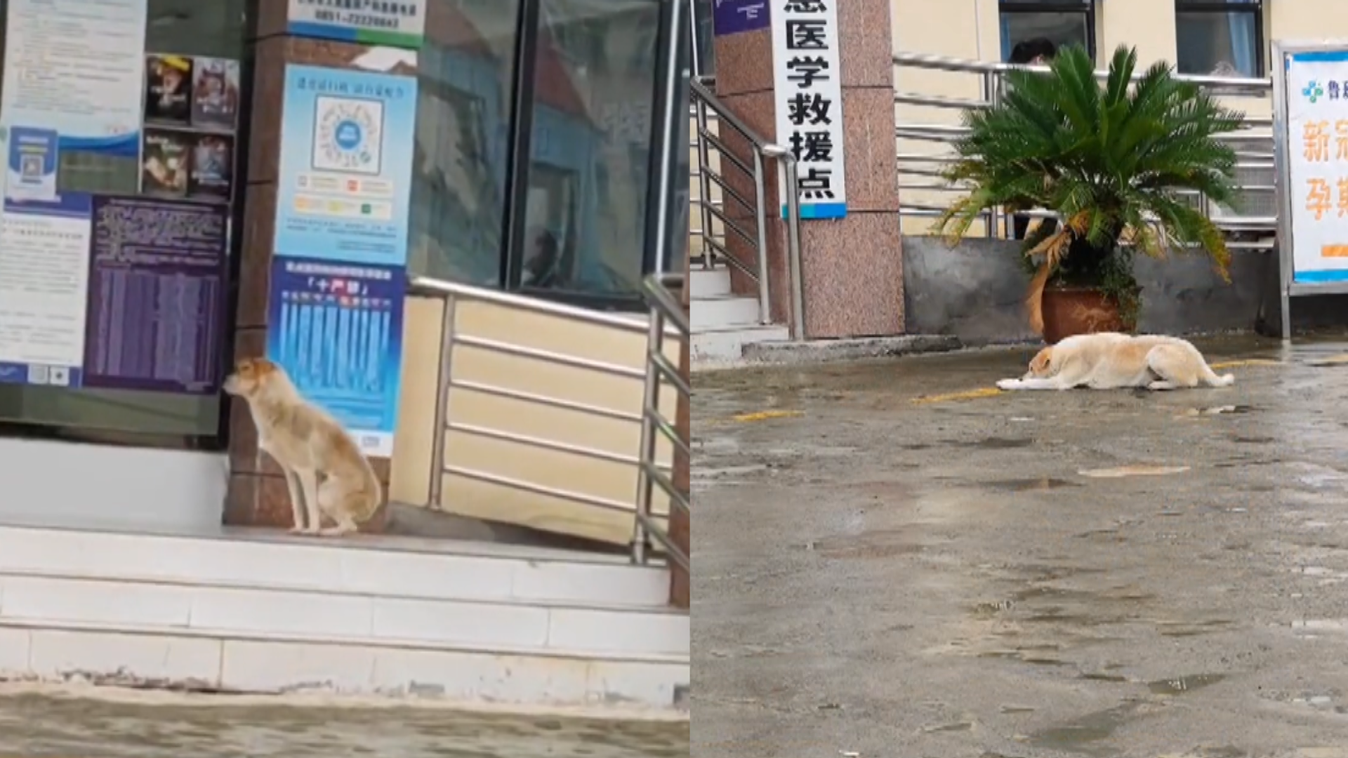 北京西苑中醫(yī)院全程陪同門口黃牛，為您解決掛號(hào)就醫(yī)難題的簡(jiǎn)單介紹