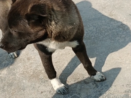 乌云踏雪犬图片