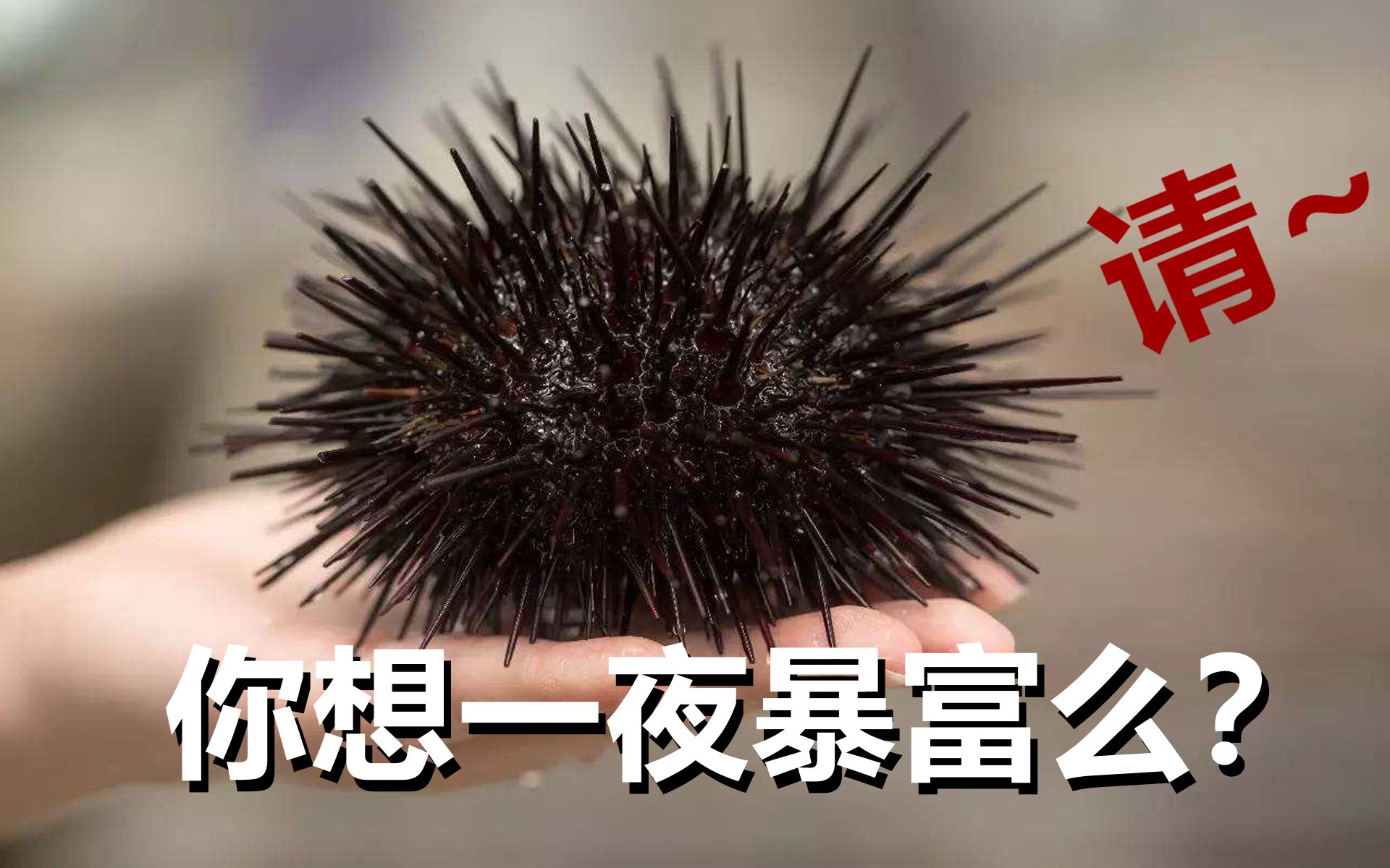 在海底疯狂"射子弹"的海胆,究极暴富工具了解一下!