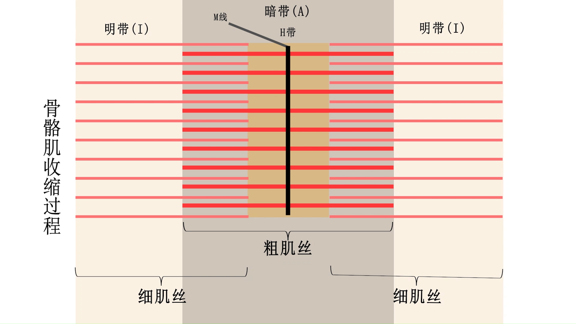 骨骼肌收缩的暗带明带变化哔哩哔哩bilibili