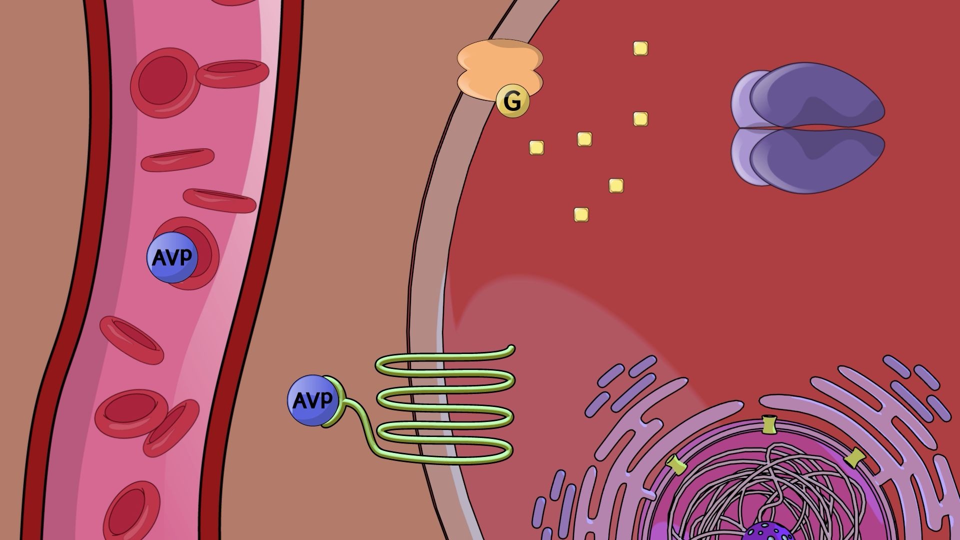 【jove】細胞信號轉導 6.10 內分泌信號 /endocrine signaling