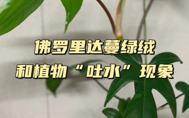 佛罗里达蔓绿绒,也可以叫飞机蔓绿绒,养在室内太合适了,因为它真的很好养.它很喜欢“吐水”,出现这种情况别担心,说明它这一阶段根系活动较强,...