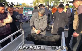听说纯黑狗能辟邪 哔哩哔哩 Bilibili