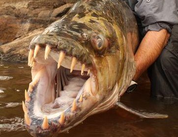 巨型黄金猛鱼图片