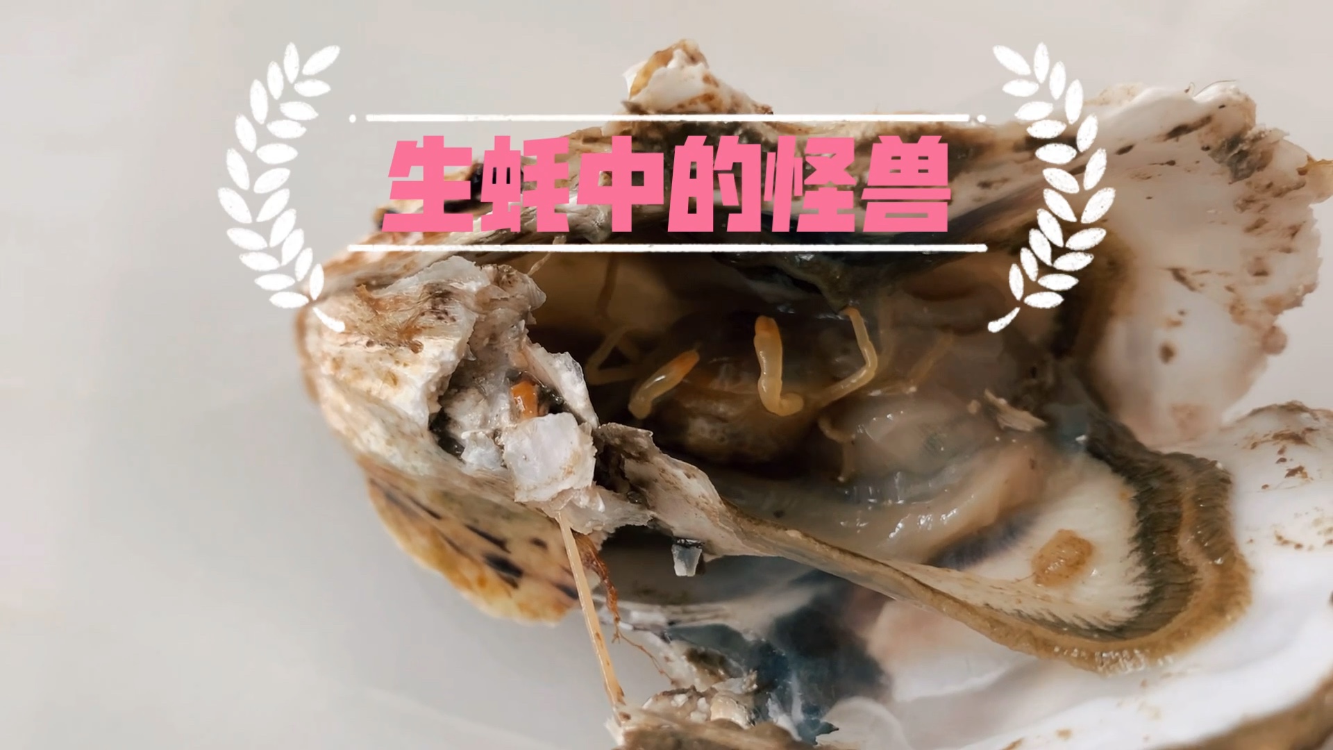 惊!生蚝中惊现蠕动的怪兽,没有眼睛,肚子