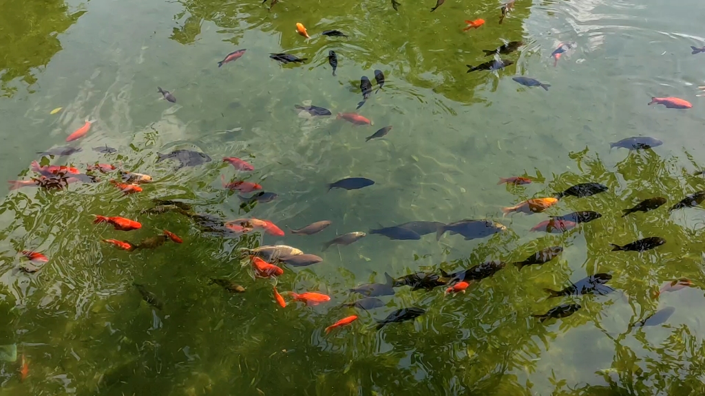 潭中鱼可百许头 皆若空游无所依