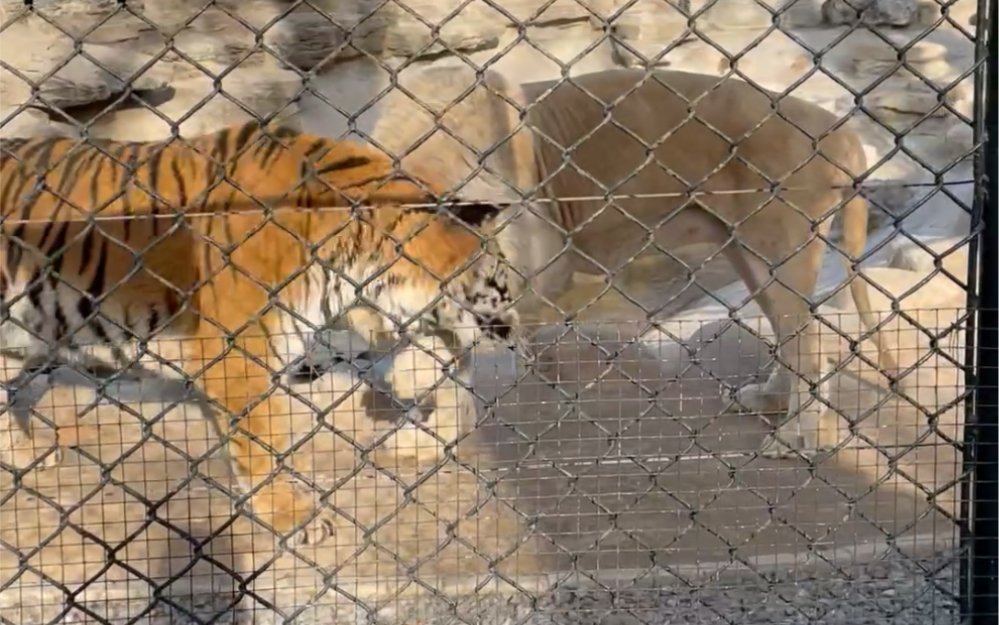 活动作品大兴野生动物园特色狮虎狗
