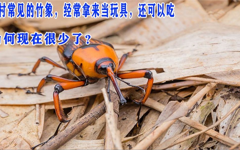 农村常见的竹象,经常拿来当玩具,还可以吃,为何现在很少了?