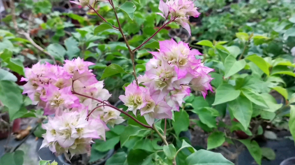 三角梅西施怡锦,花期长颜色漂亮又好养