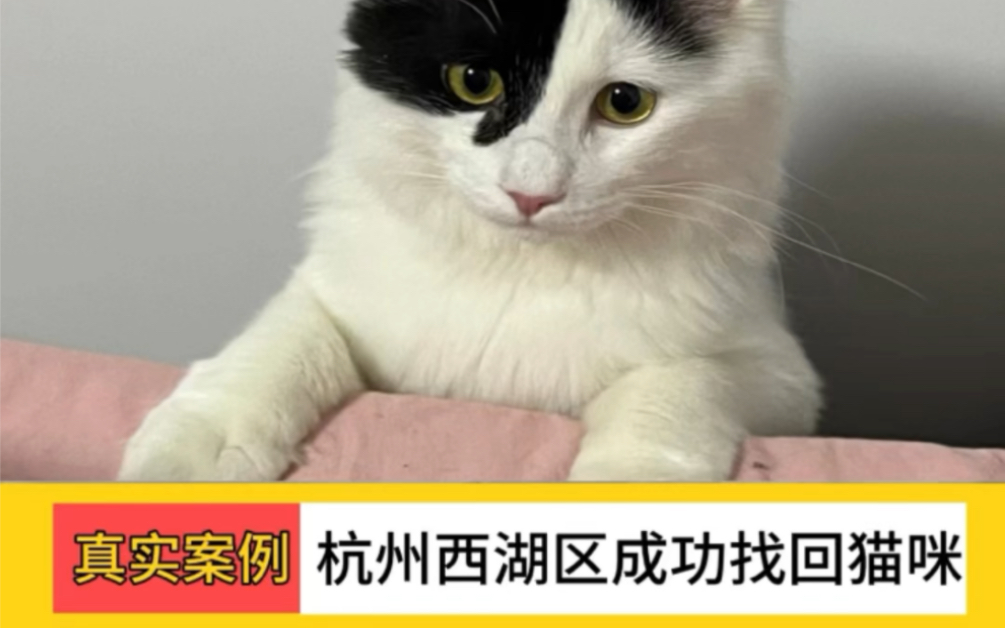 杭州找猫团队 西湖区寻猫任务圆满完成哔哩哔哩bilibili