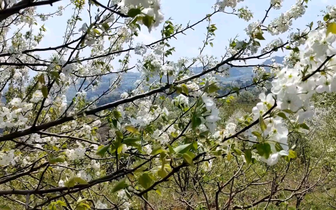 遊玩加級寨梨花谷 感覺很一般 果然跟網上流傳的不一樣 只可遠觀不可