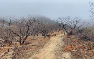 Tải video: 金线吊葫芦，山东大财风水龙脉，很可惜雨雾蒙蒙未露全貌