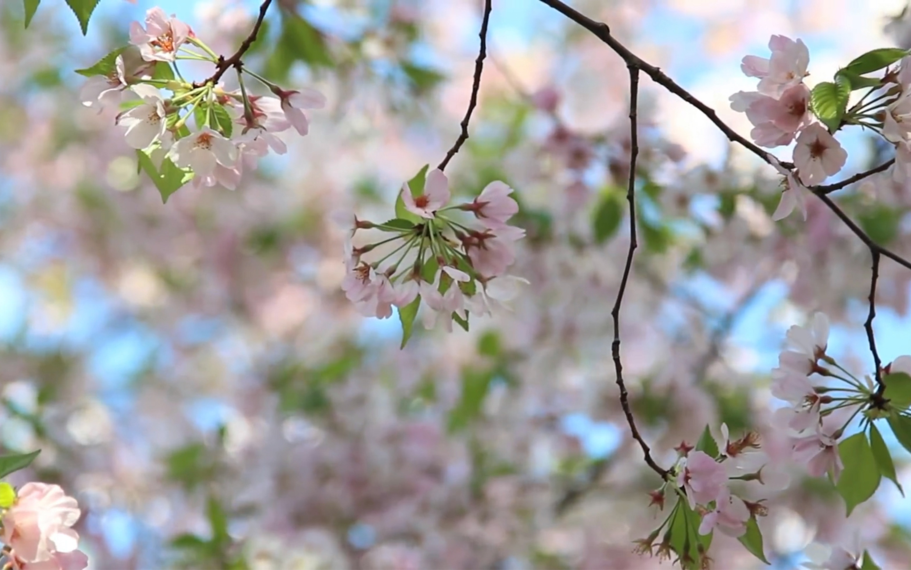 [图]《花和你》（CMJ）—花遇和风，我又想你