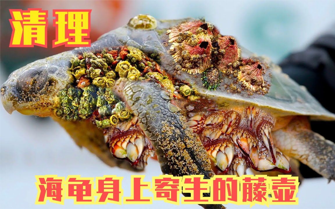 清理海龟身上寄生的藤壶02