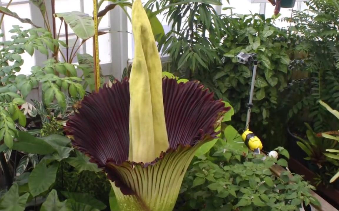 巨魔芋amorphophallus titanum 尸花 泰坦魔芋 腐尸花 延时摄影 游人