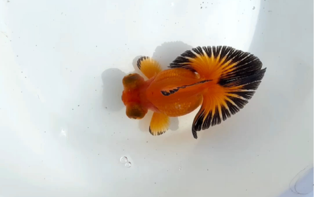 包金蝶尾&红白蝶尾