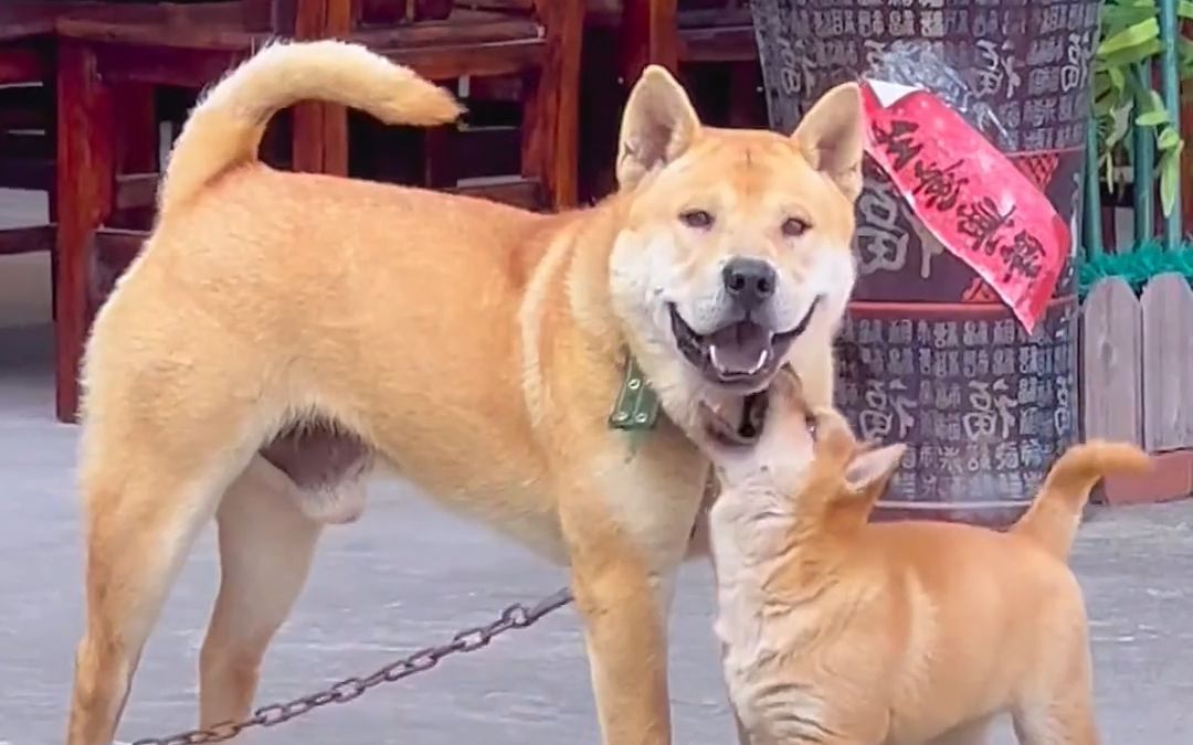 中华田园犬 #我家的小土狗 #广西土猎犬