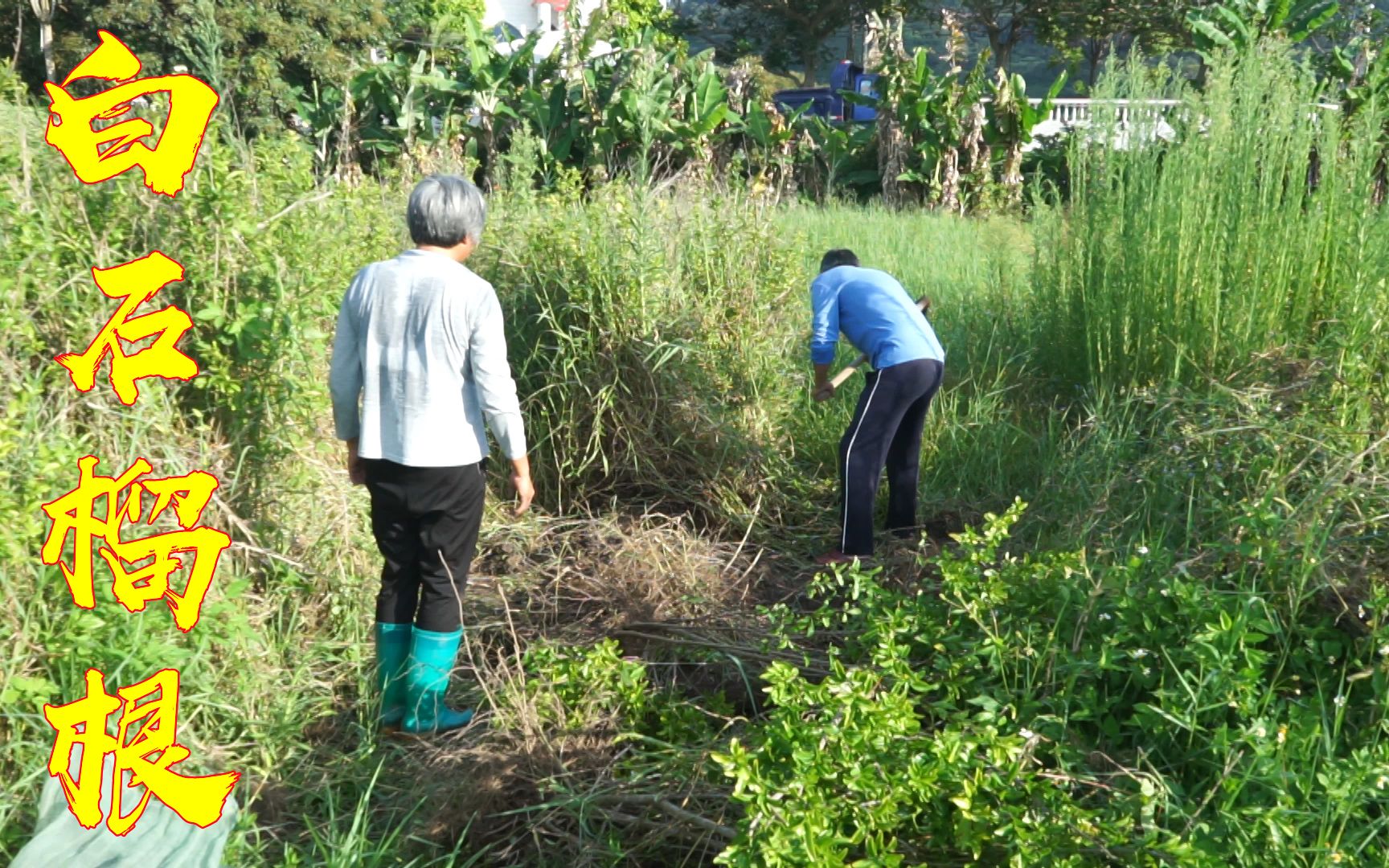 种植了10年的白石榴树,树根一斤价值300块,朋友一次性买5斤哔哩哔哩bilibili