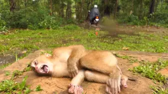 下载视频: 【放生猴】雨停了，主人要回家，小猴子哭着不让主人走