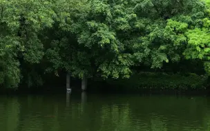 Скачать видео: 雨天4K-松下S52 85-1.8 标准色彩视频直出 完全不用调色了！