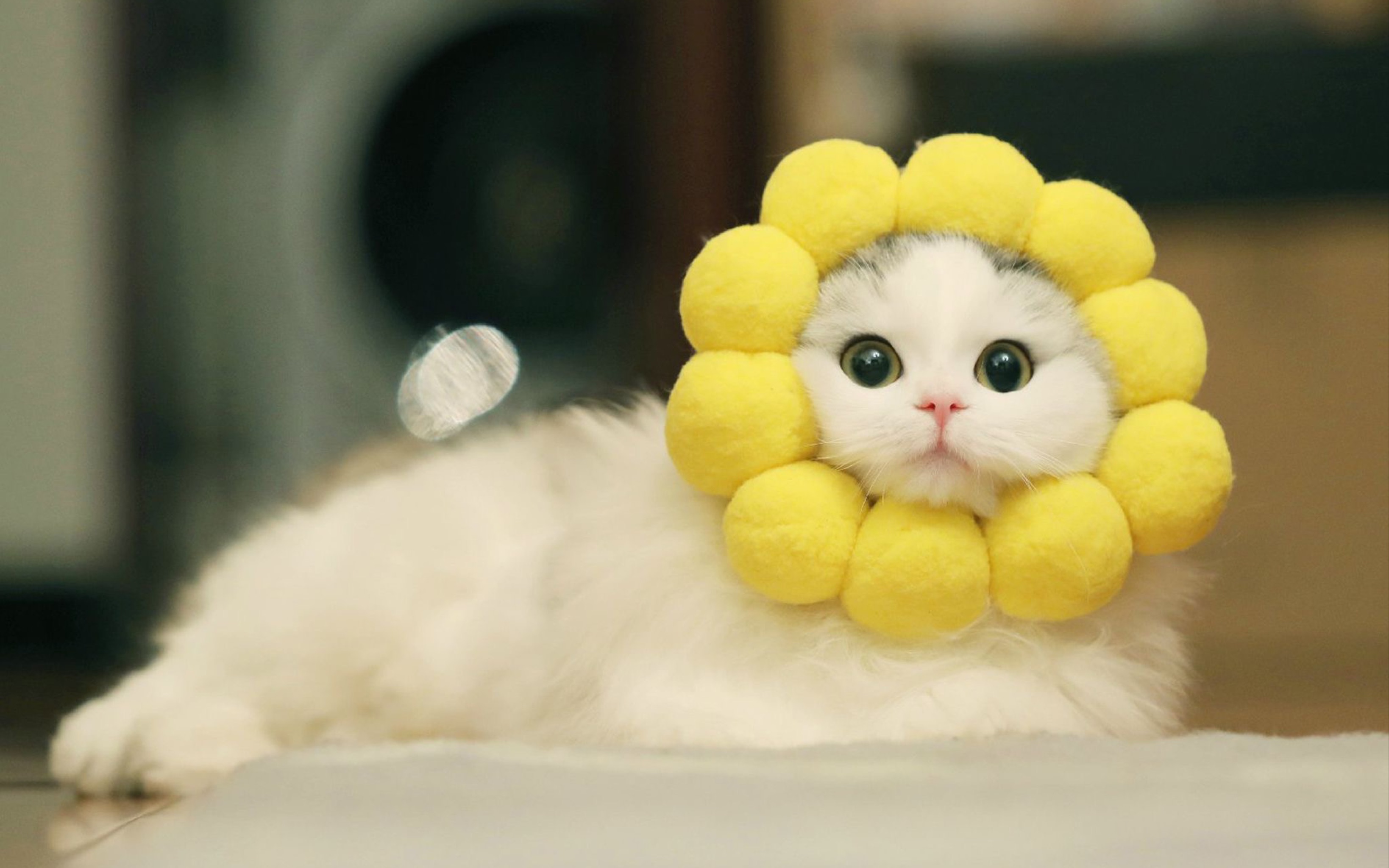 喵咖猫咪迷惑行为