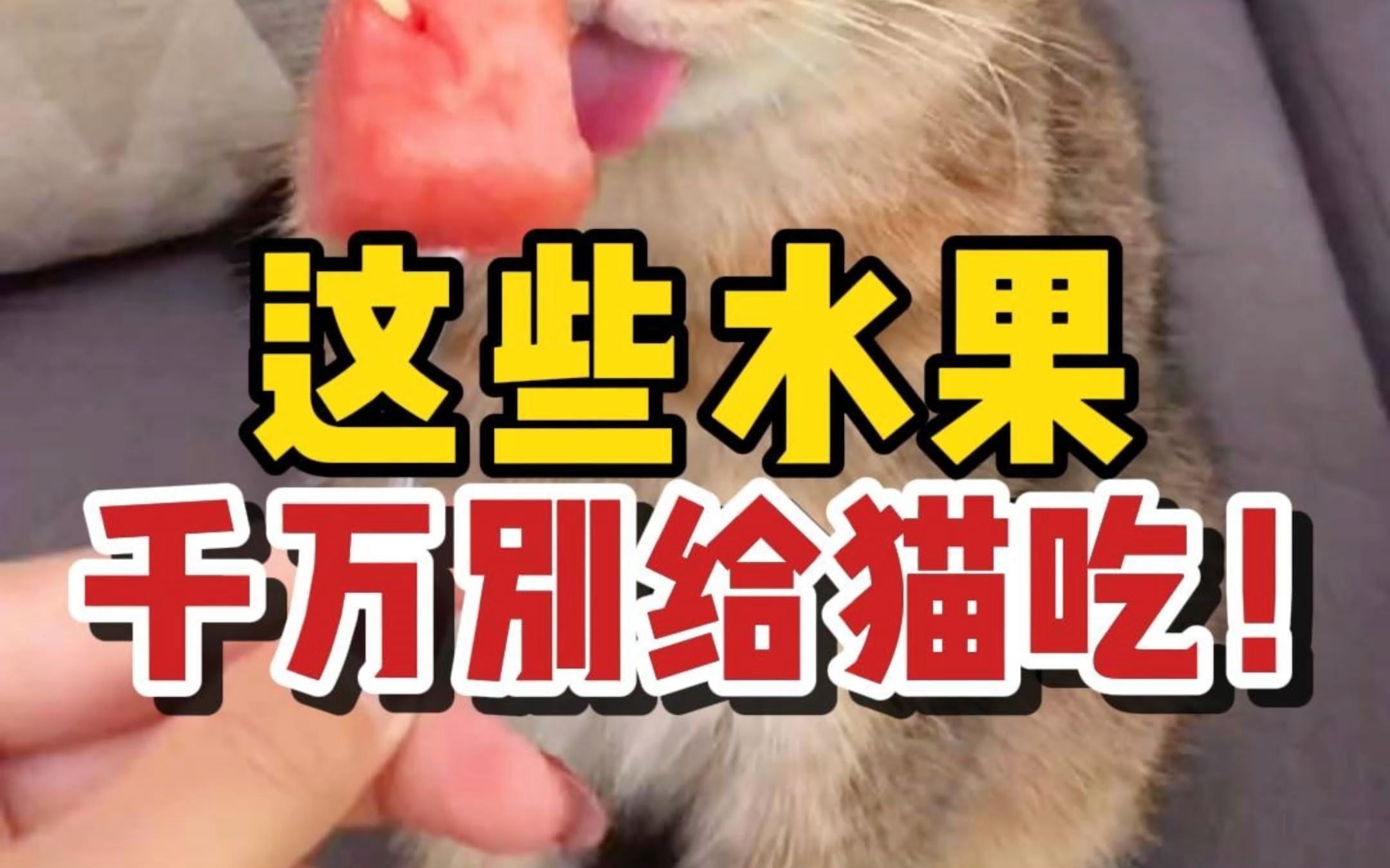 猫咪能吃不能吃的水果都放这了,赶紧码住!哔哩哔哩bilibili