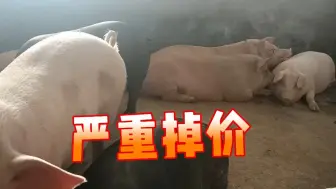 Download Video: 不到18块坚决不卖，养猪户夜夜失眠，结局太残忍了，你卖了没？