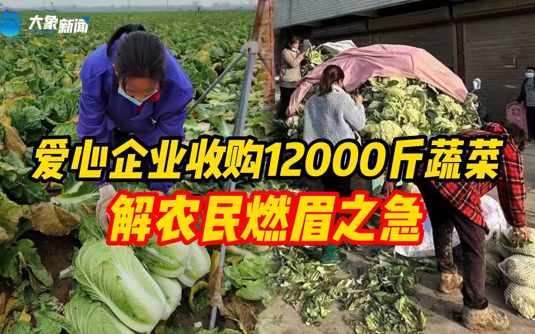 大象帮 | 爱心企业收购开封通许12000斤蔬菜解农民燃眉之急哔哩哔哩bilibili