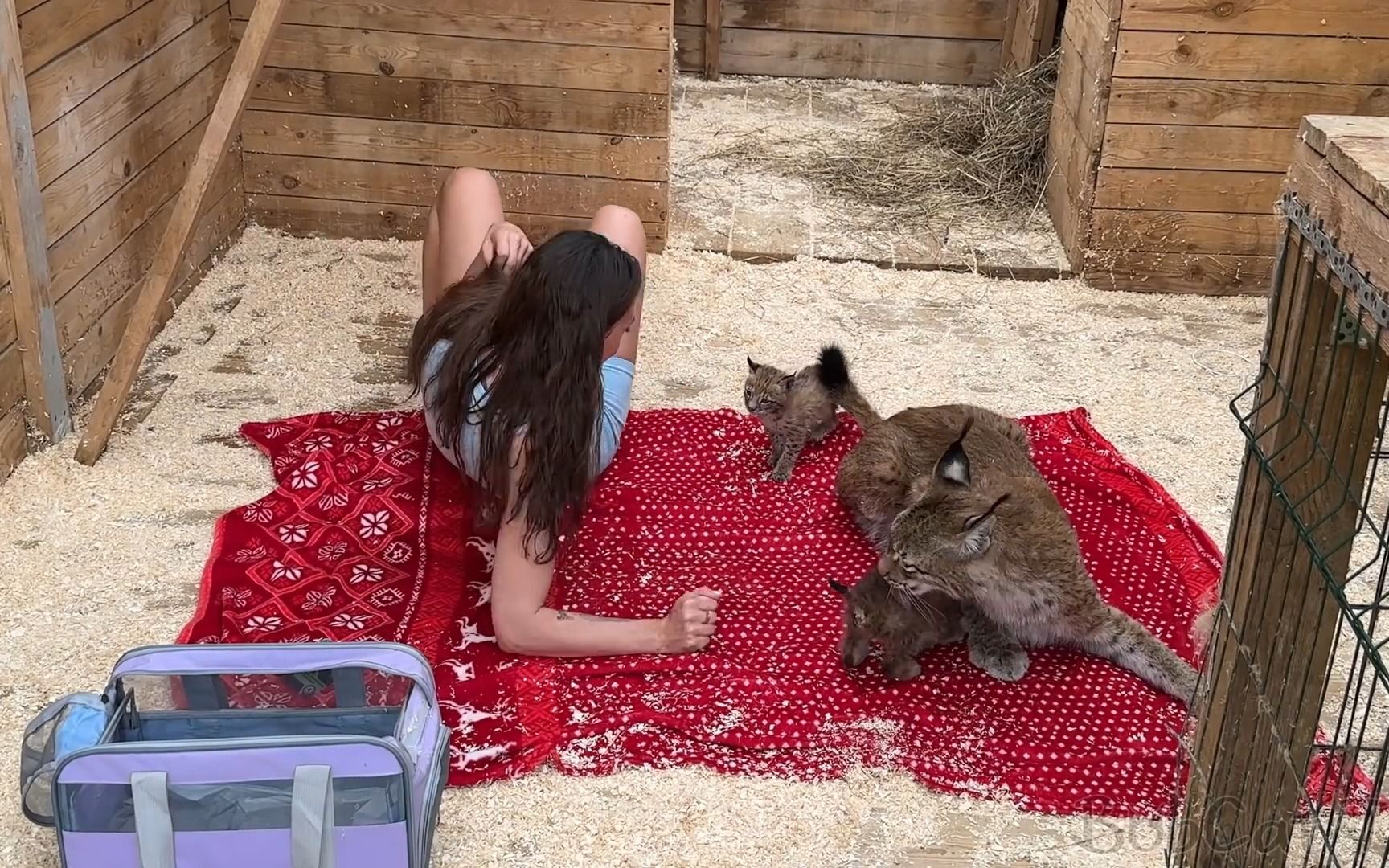 [图]INCREDIBLE LOVE OF A LYNX AND A HUMAN