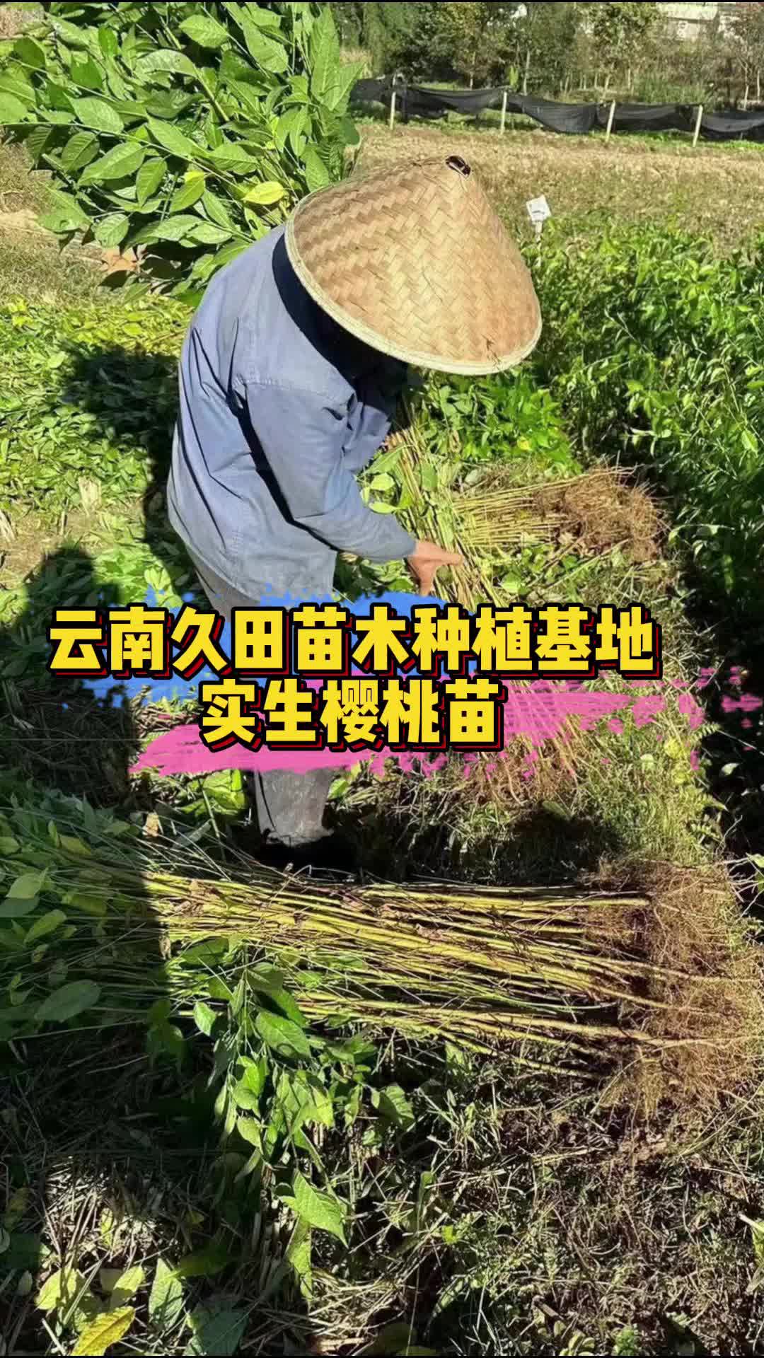 云南久田苗木种植批发基地:实生樱桃苗,根系发达,源头基地发货哔哩哔哩bilibili