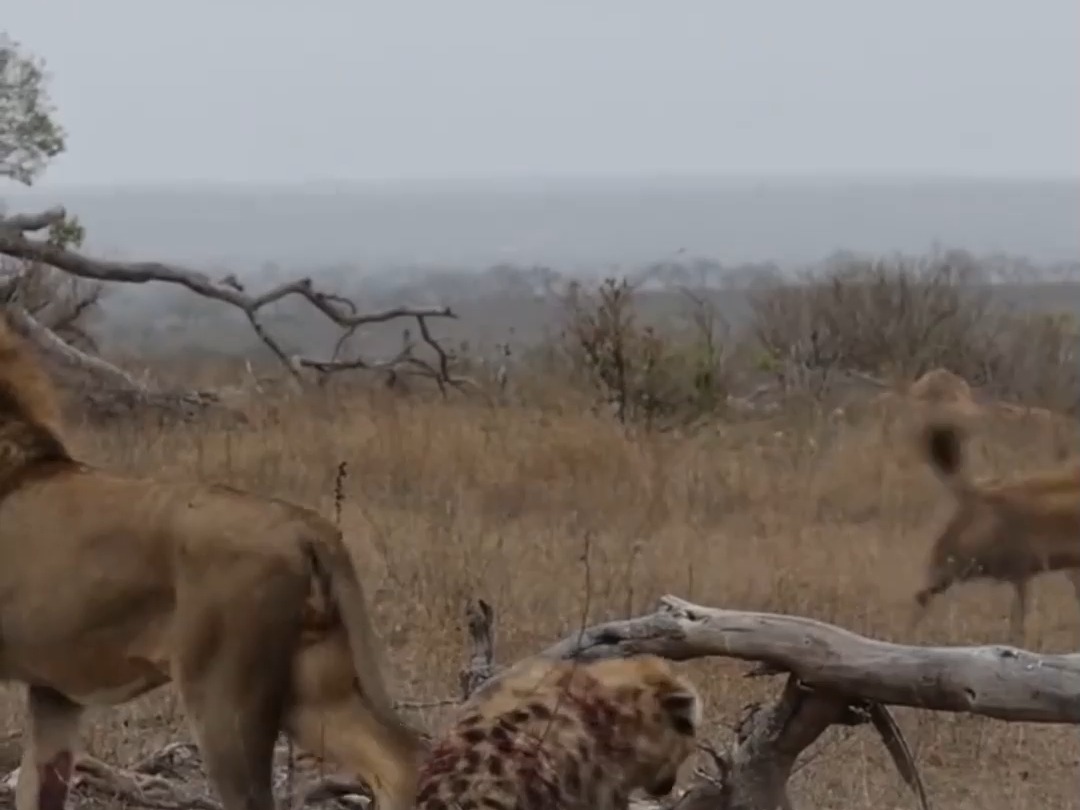 698 鬣狗被五头狮子抓住锁喉咬脊椎#动物世界 #神奇动物在抖音