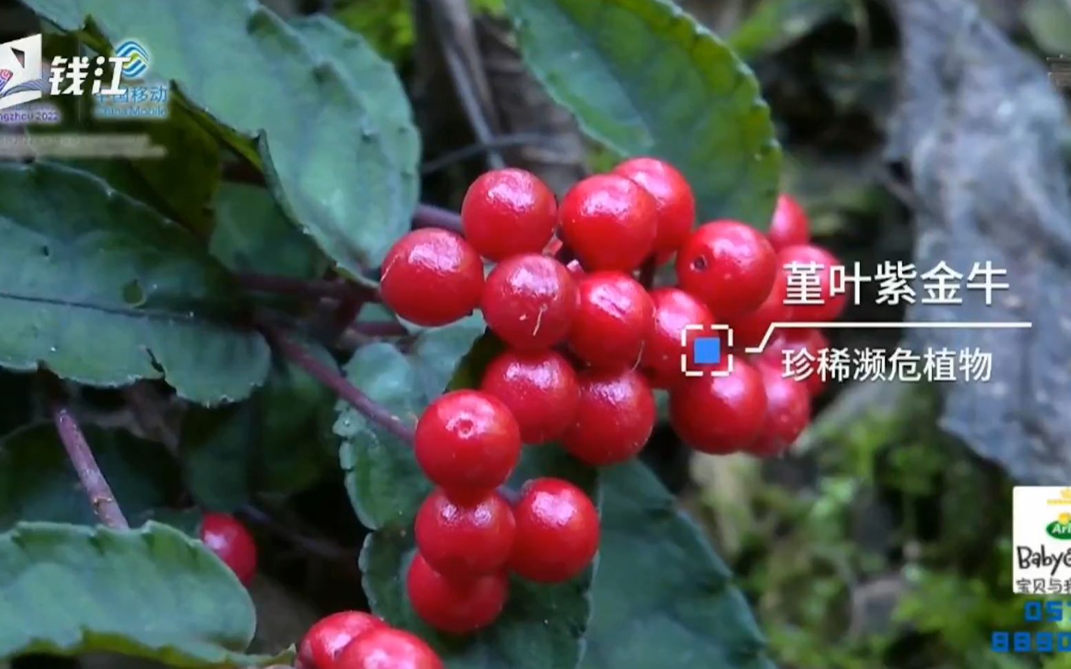 珍稀濒危植物堇叶紫金牛在建德大地生生不息茂密生长