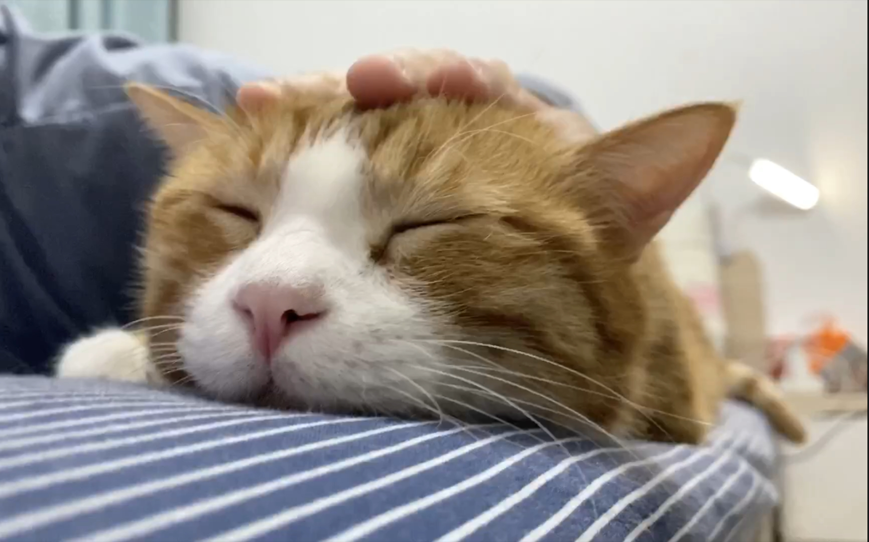 第一视角撸咪猫打呼噜(进来就出不去了)