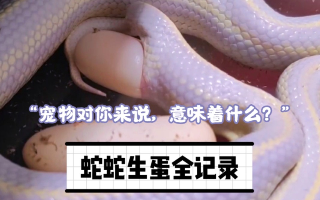 养蛇人和一只小蛇的三年(治愈向)