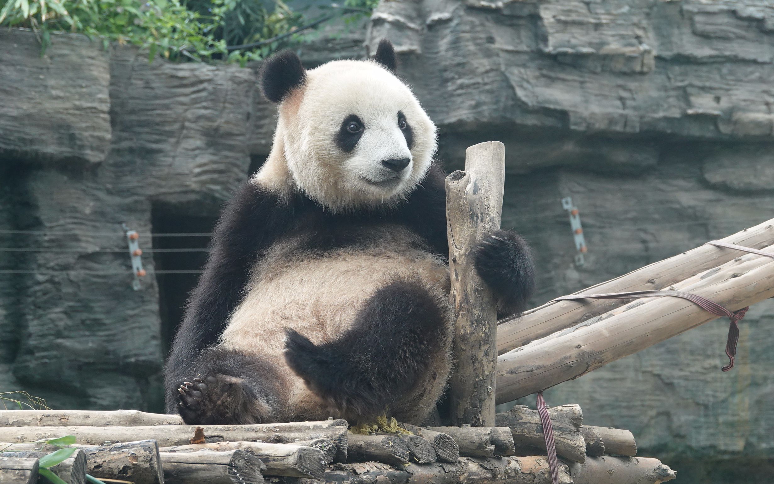 大熊猫胖大海挠朵朵