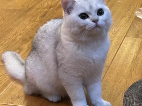 是谁还没有银渐层小猫啊