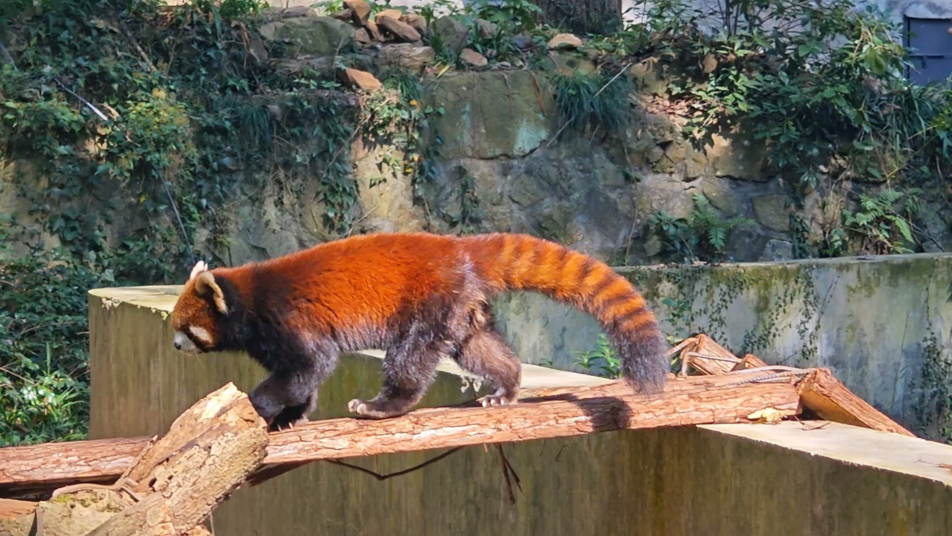 【小熊猫】杭州动物园