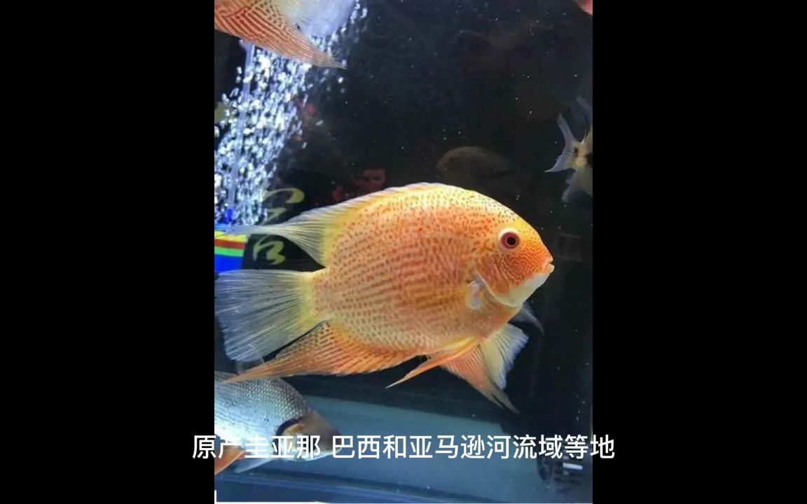 盘点观赏鱼市场长盛不衰的十大观赏鱼品种哔哩哔哩bilibili