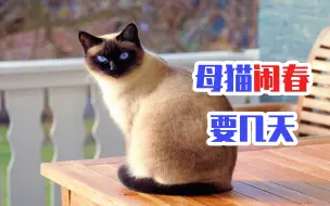 Download Video: 母猫闹春要几天