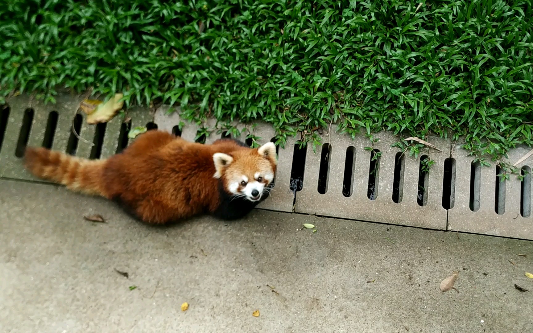 趴趴熊小熊猫回眸一笑百媚生