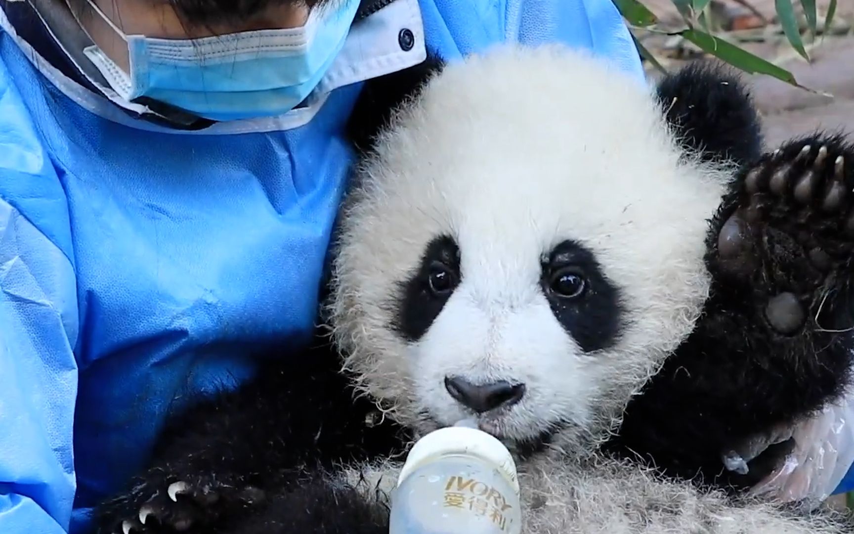 给熊猫宝宝喝奶奶有种奇怪的感觉熊猫系列67