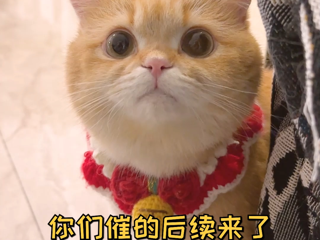 我家的猫为什么要阻止我投诉商家呢?哔哩哔哩bilibili