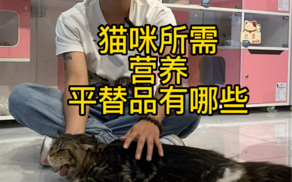 [图]怎样更省钱的给猫咪补充营养？需要补充哪些营养？