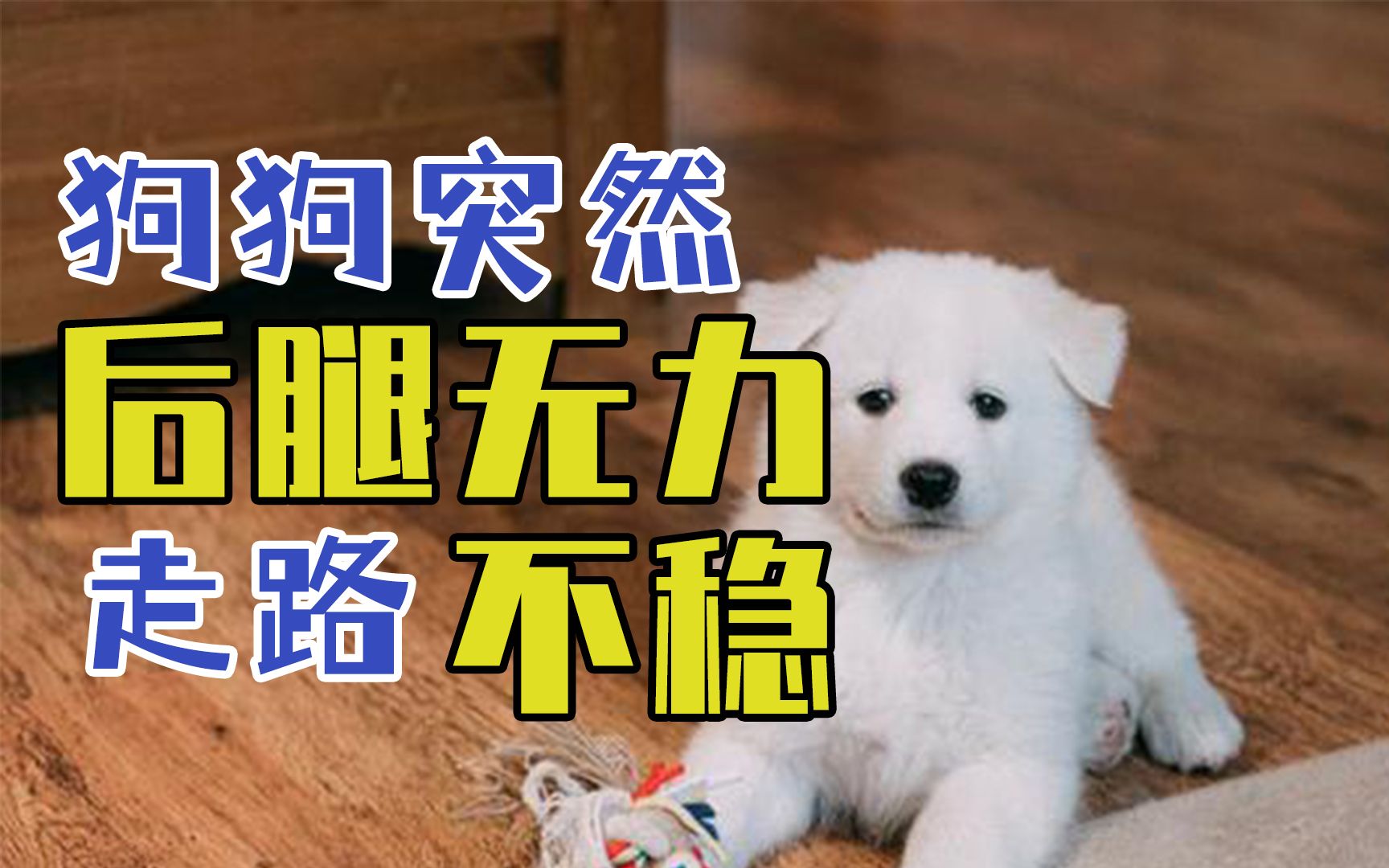 狗狗突然后腿无力走路不稳